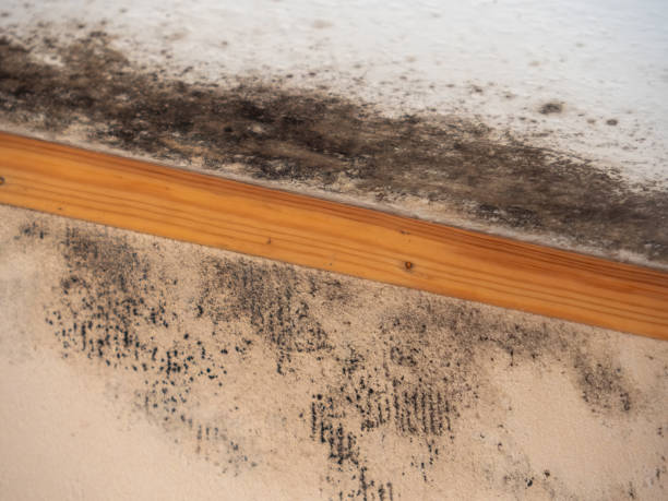Trusted Vevay, IN Mold Removal Experts
