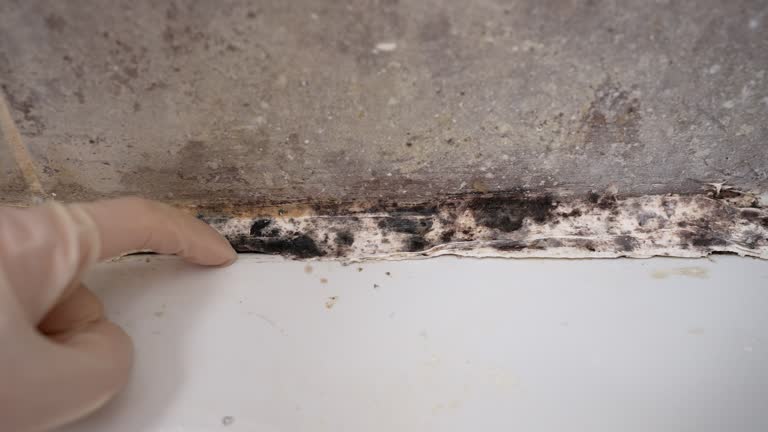 Best Water Damage & Mold Remediation  in Vevay, IN